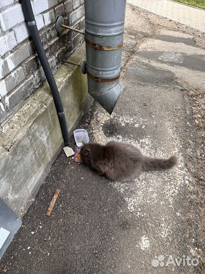 Кошка в добрые руки