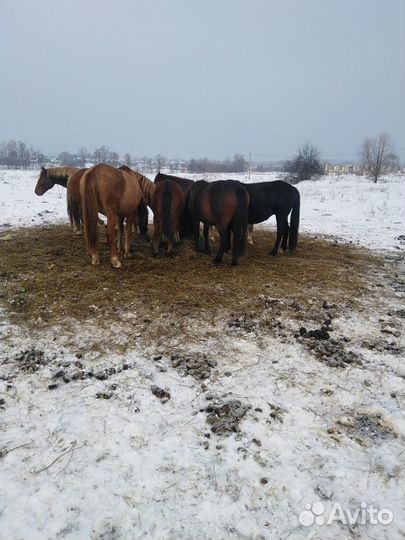 Продам лошадей