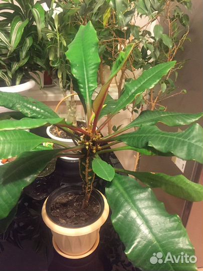 Молочай беложильчатый и монстера кустовая