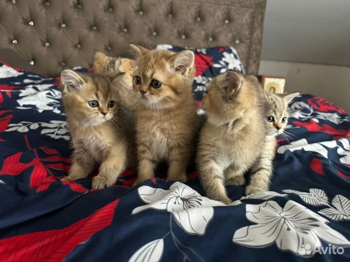 Шотландские котята