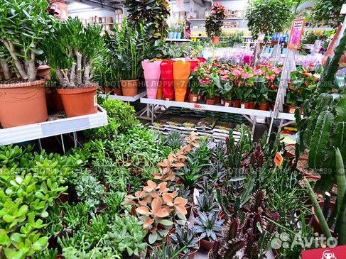 Домашние цветы