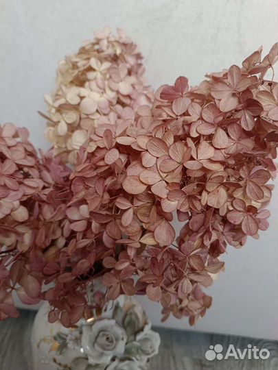 Гортензия сухоцвет