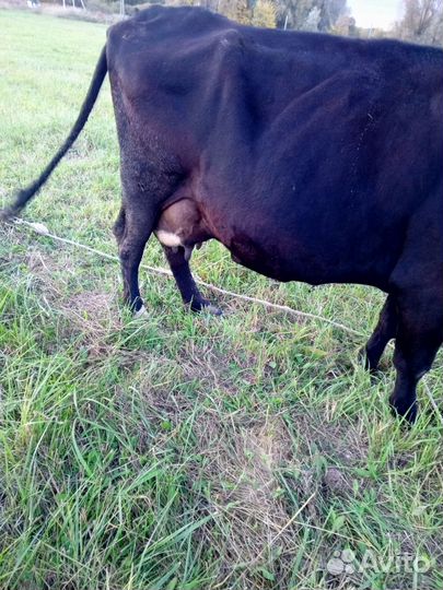 Корова, телка