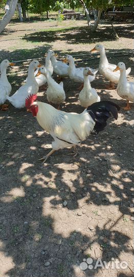 Молодые петухи