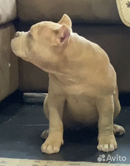 Американский булли - девочка мерль