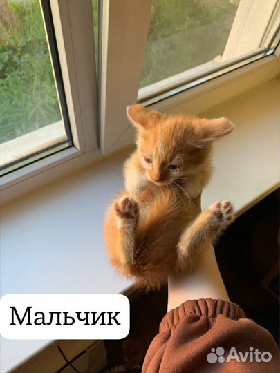 Котята 1-2 мес ищут дом