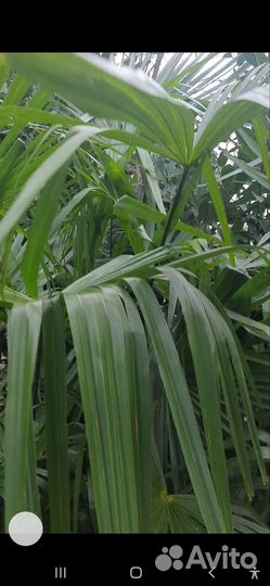 Вашенктония