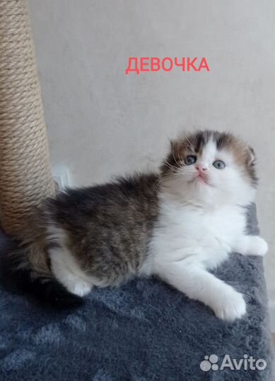 Шотландские котята