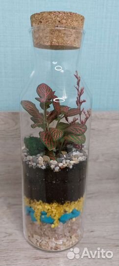 Флорариум с фиттонией