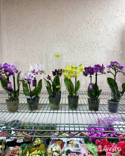 Мини орхидеи