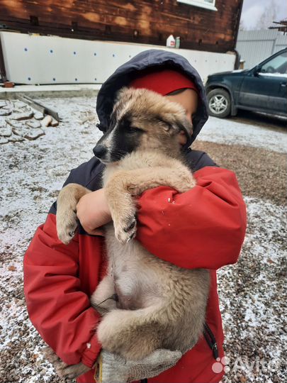 Щенки метисы