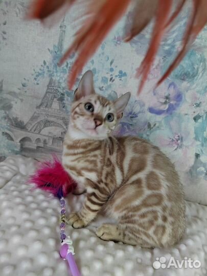 Бенгальский котенок