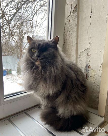 Кошка Герцогиня в добрые руки