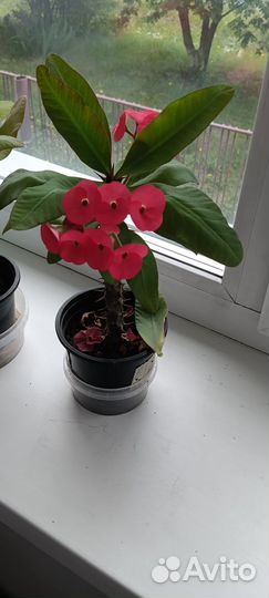 Молочай Миля