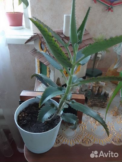 Каланхоэ лечебное
