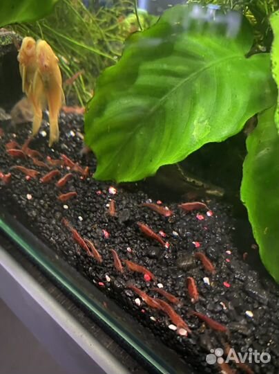 Креветки Вишня