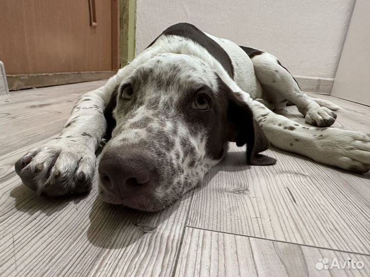 Щенок курцхаар метис