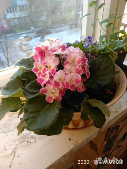 Фиалки взрослые,старты, детки