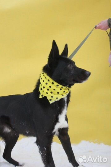 Собака по котчке Лучик ищет дом