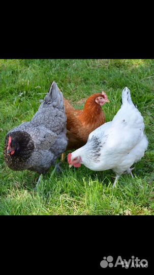 Лучшие куры несушки домашние