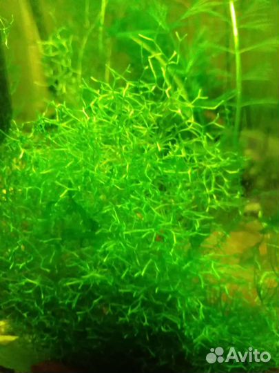 Растение в аквариумное