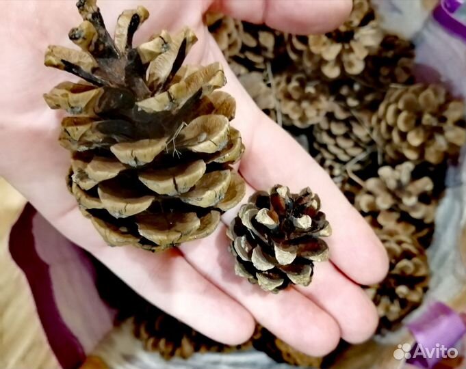 Шишки деловые сосновый