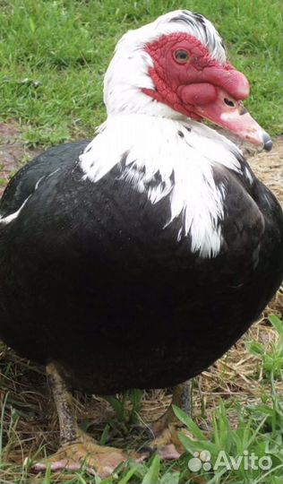 Мускусные утки