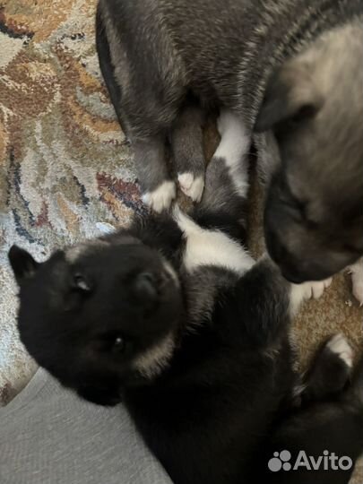 Сибирский хаски