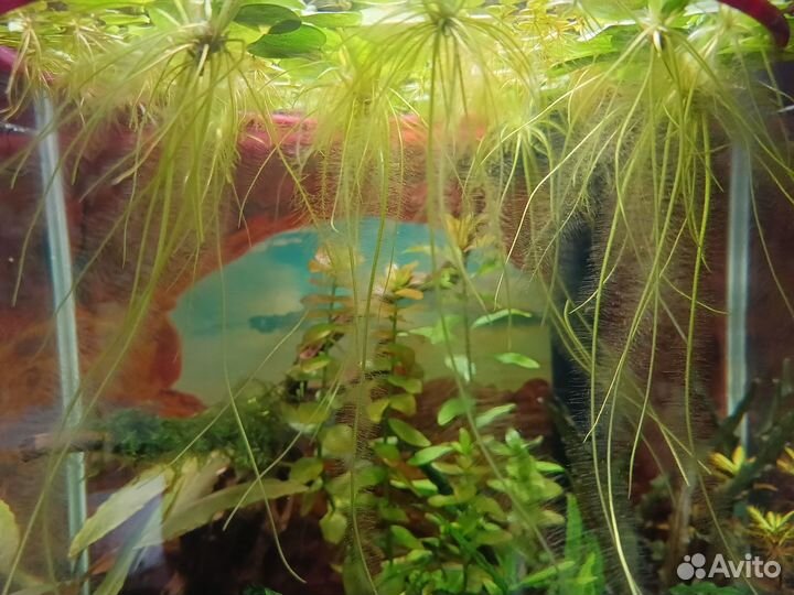 Лимнобиум - аквариумное плавающее растение