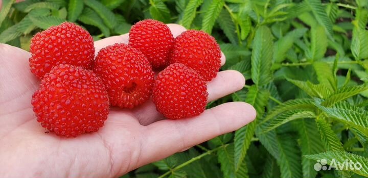 Малина норвежская тибетская