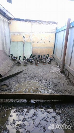 Подсадные утки и селезни