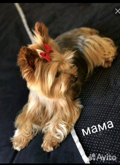 Йоркширский терьер