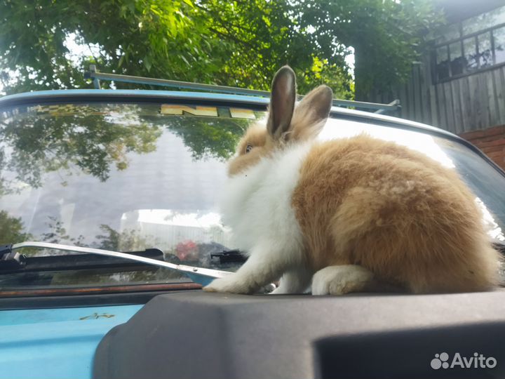 Декоративный кролик