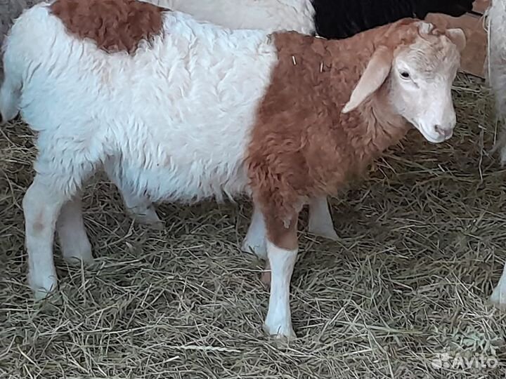 Овцы бараны ягнята
