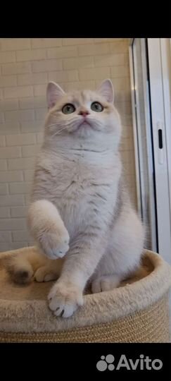 Парень ау 12 на выдане