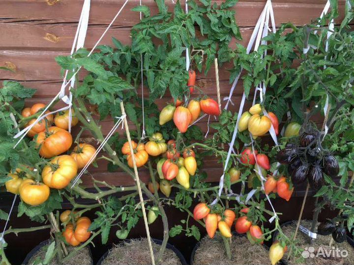 Семена томатов, проект Гном томатный Dwarf