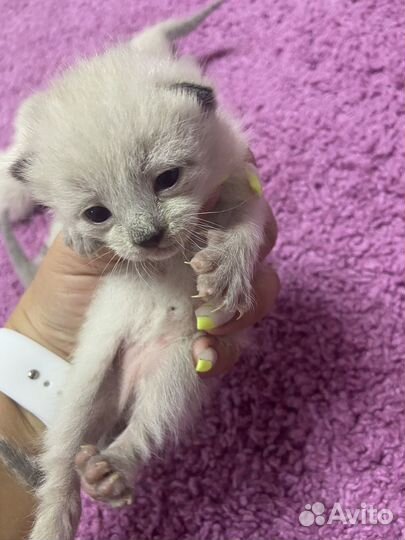 Сиамские котята