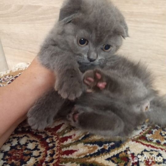 Вислоухие котята