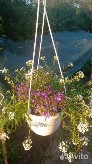 Комнатные цветы