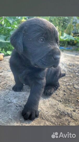 Щенки лабрадора