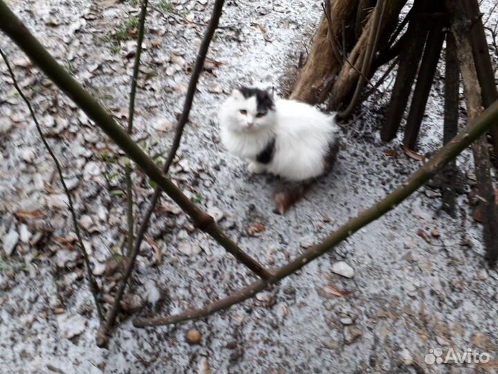 Кот