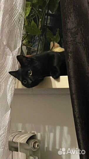 Кошки в добрые руки