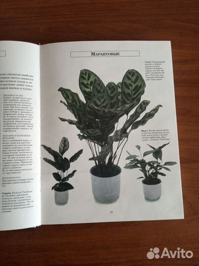 Книга Комнатные растения в интерьере