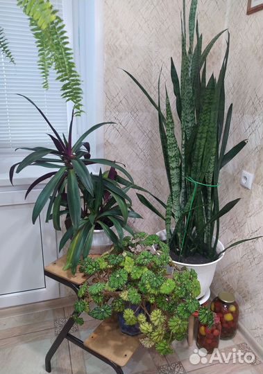 Комнатные растения