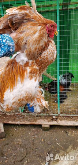 Петушки брама