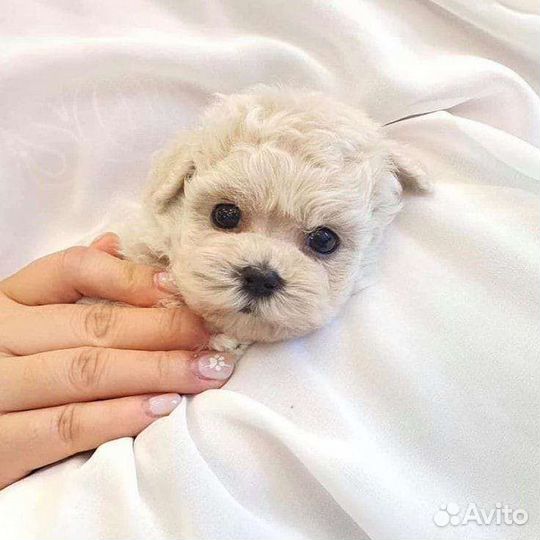 Собачка мальтипу