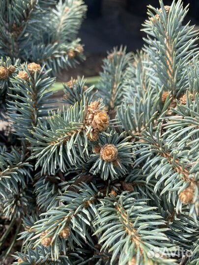 Ель глаука глобоза на штамбе