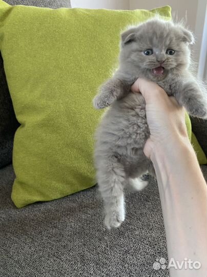 Шотландские котятки