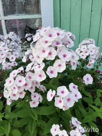 Пеларгония герань