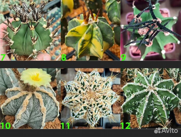 Семена кактуса Astrophytum (Культивары)